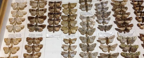 Moths collected by HLF Guermonprez